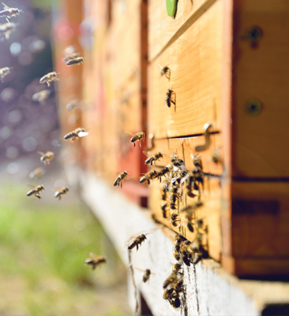 Beekeeping kit