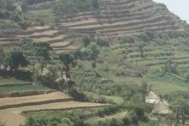 Picture of mountain filled with trees and greenery in Ethiopia