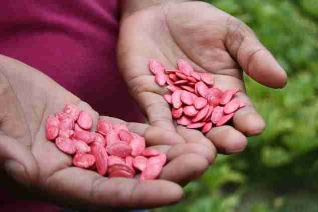 hands with palms open, holding seeds